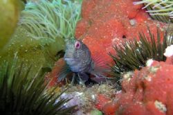 Parablennius pilicornis making pose by David Abecasis 